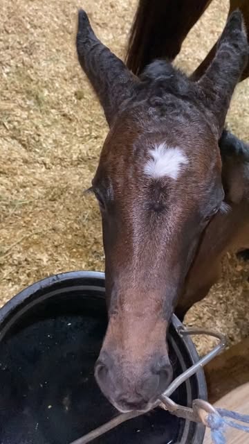 BarnPilot Sentinel setup for user-defined horse monitoring