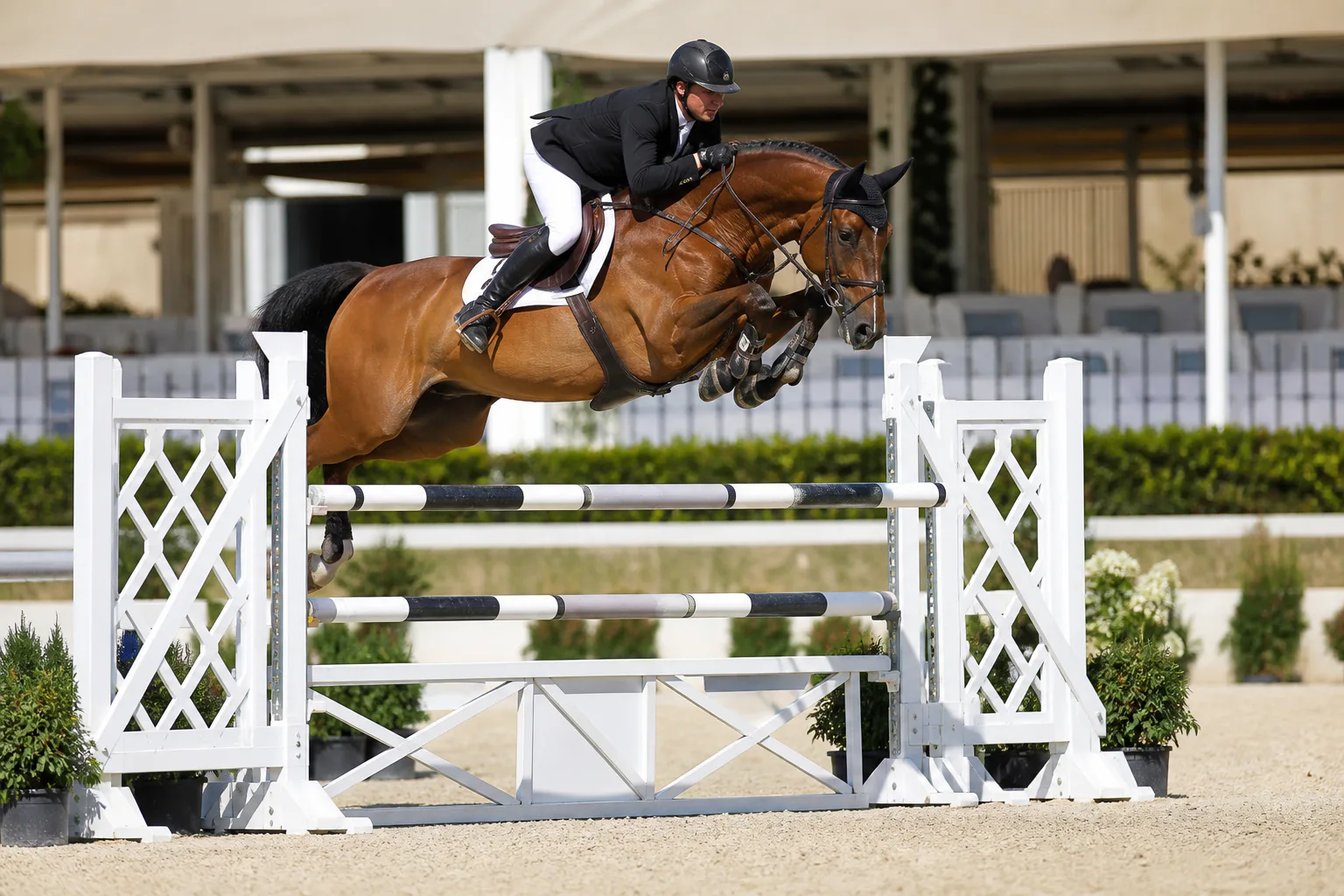 Bay show jumper and rider clearing a white oxer